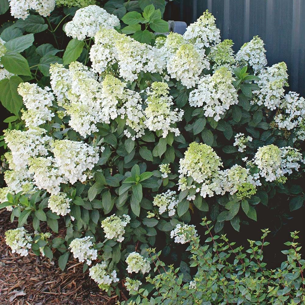 Hydrangea paniculata Bobo®