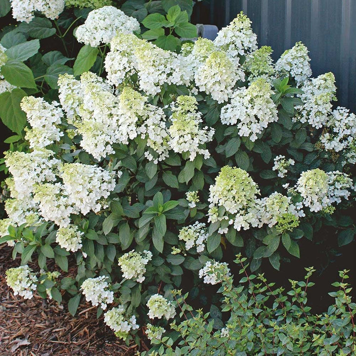 Hydrangea paniculata Bobo®