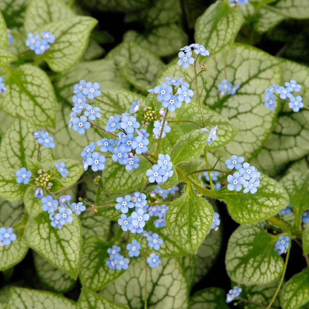 Brunnera macrophylla 'Jack Frost'