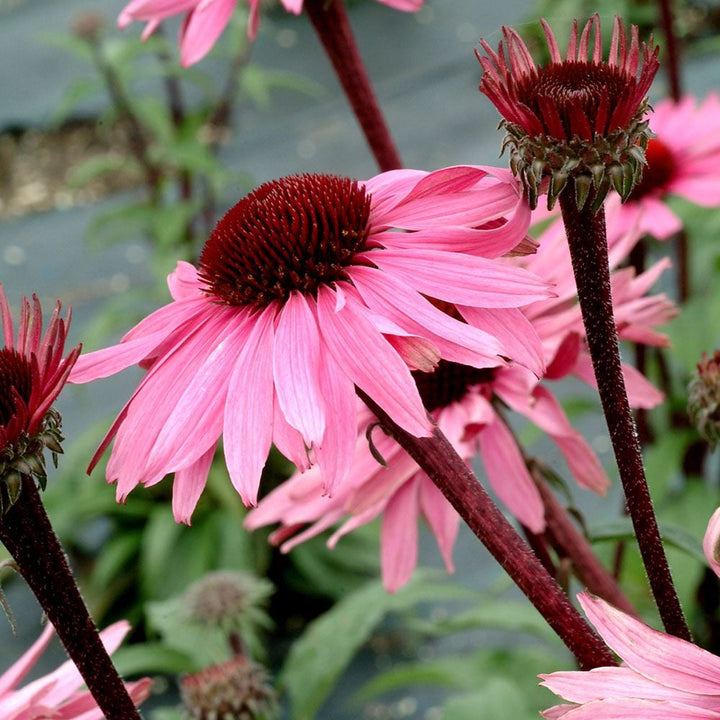 Echinacea purpurea Prairie Pillars™ 'Merlot'