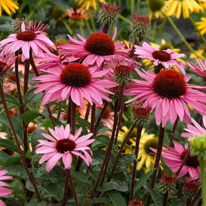 Echinacea purpurea Prairie Pillars™ 'Merlot'