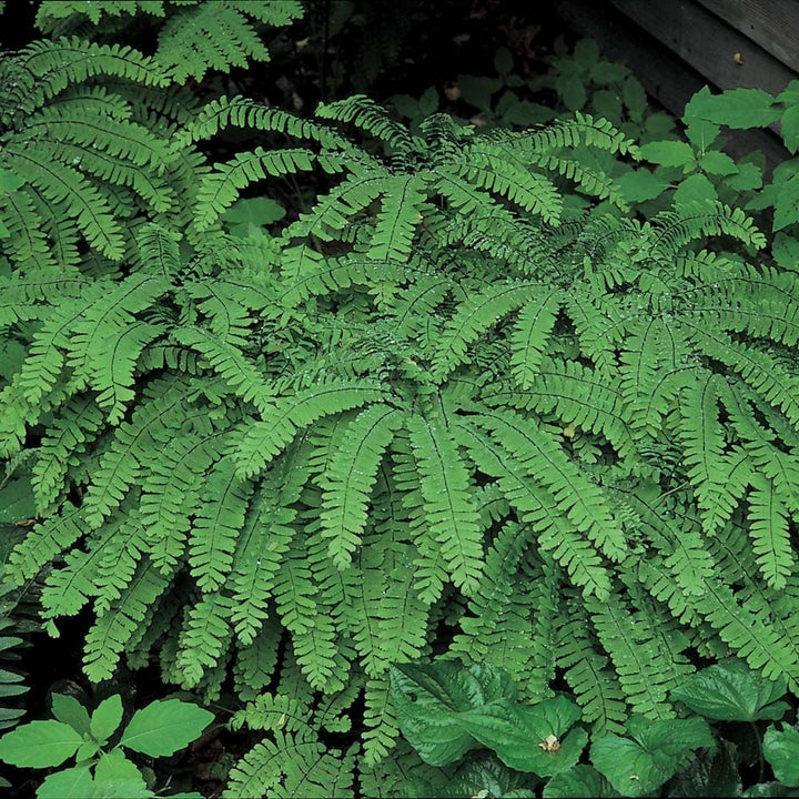 Adiantum pedatum
