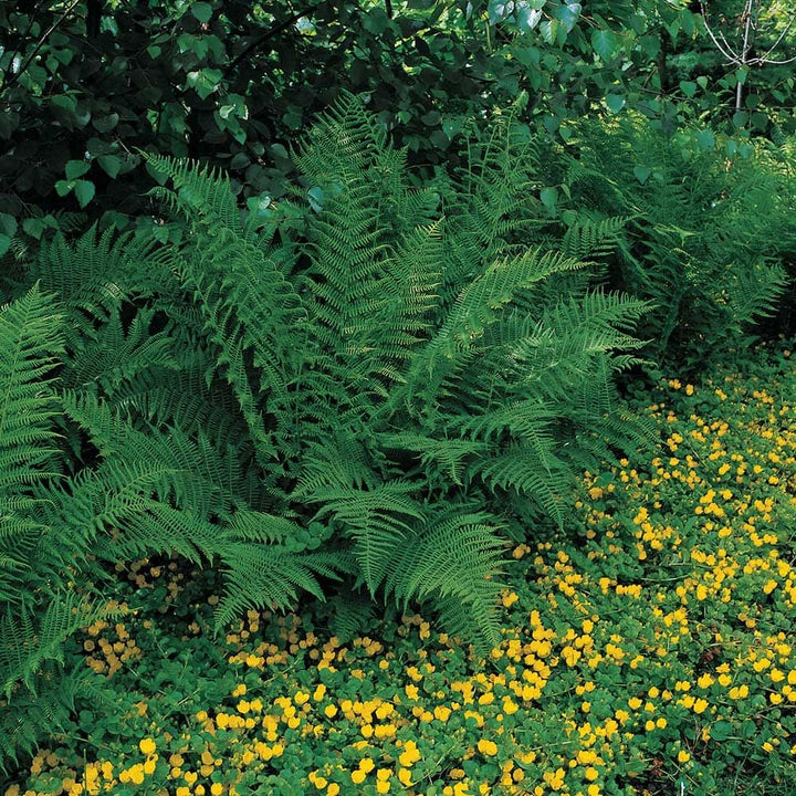 Athyrium filix-femina