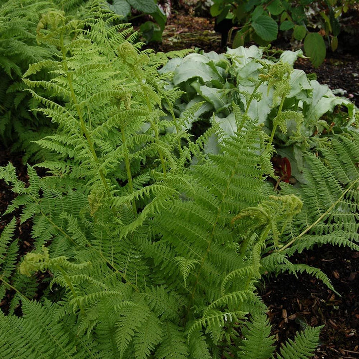Athyrium filix-femina
