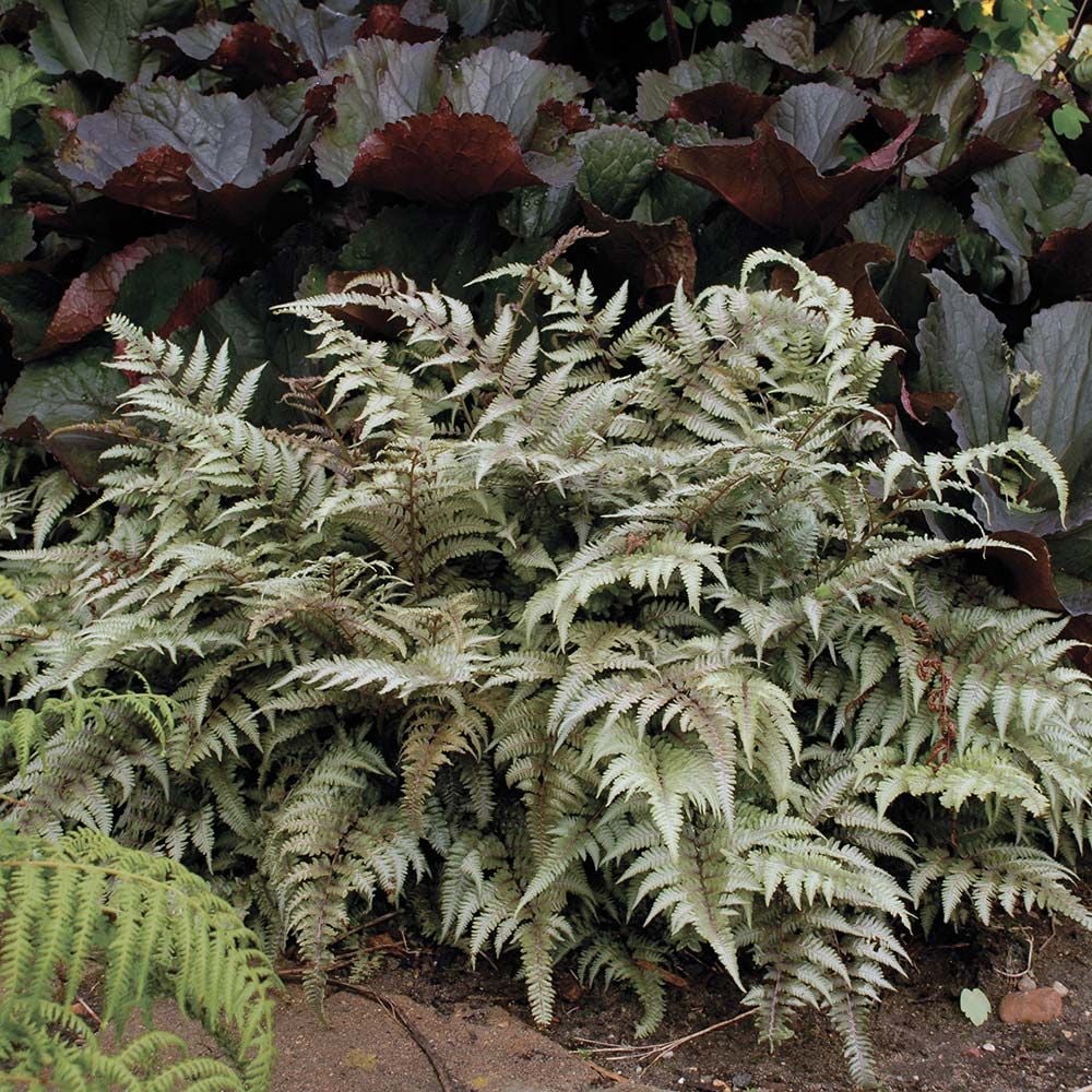 Athyrium niponicum var. pictum