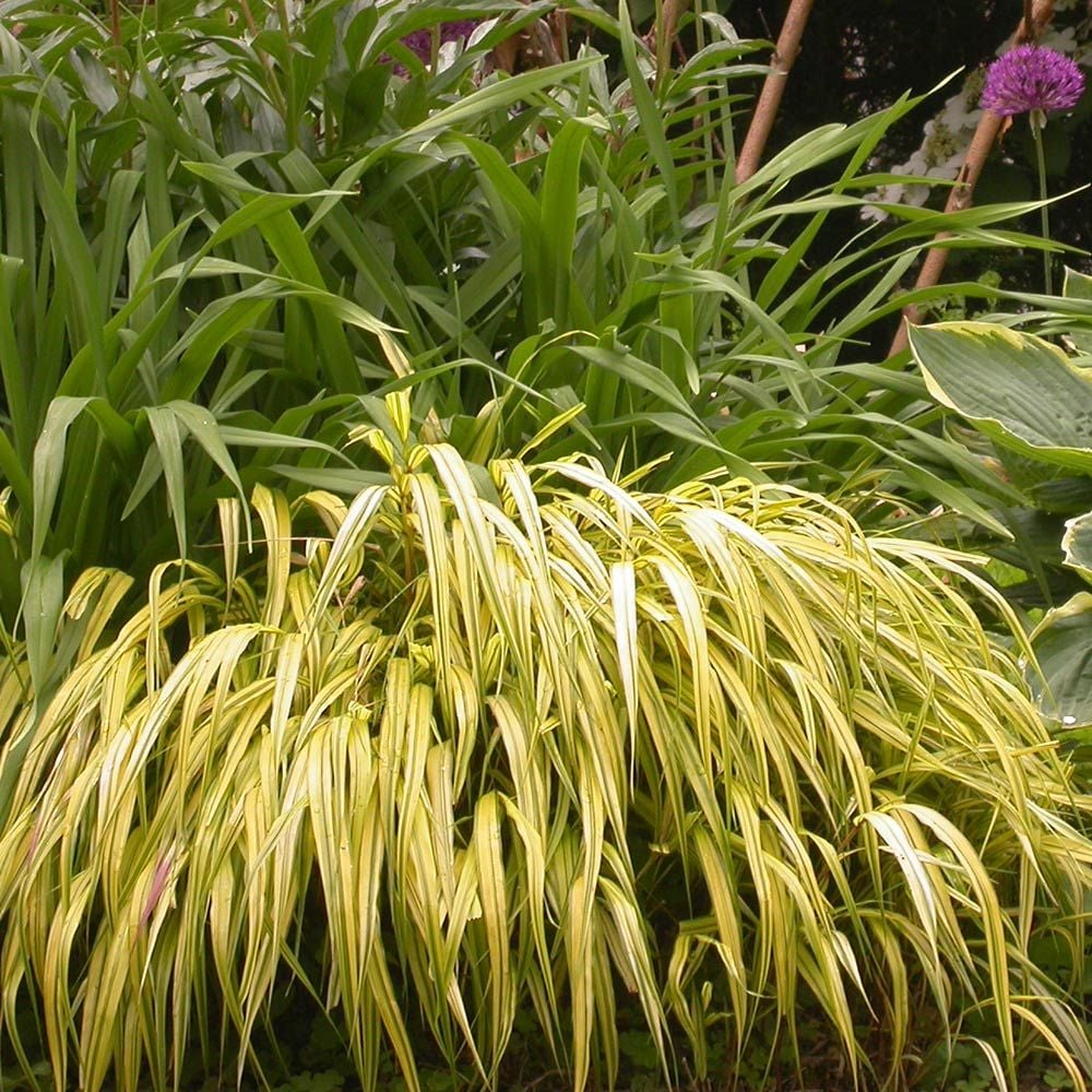 Hakonechloa macra 'Aureola'