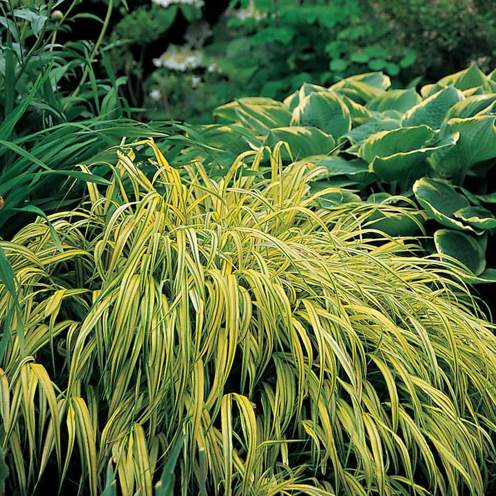 Hakonechloa macra 'Aureola'