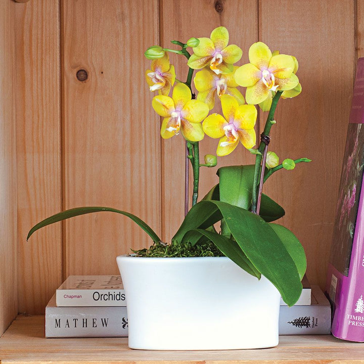 Yellow Mini Moth Orchids in 5½" white ceramic cachepot