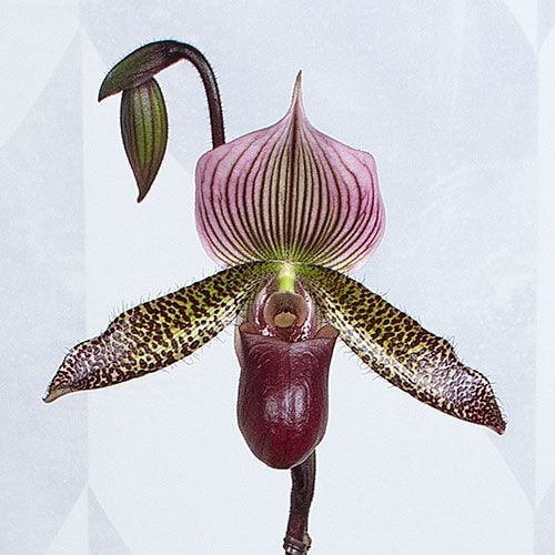 Burgundy Lady's Slipper Orchid in 4½" ceramic cachepot