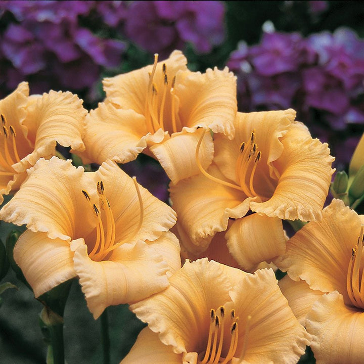 Hemerocallis 'Apricot Sparkles'