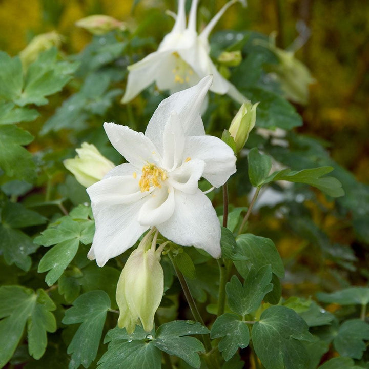 Aquilegia 'Dove'