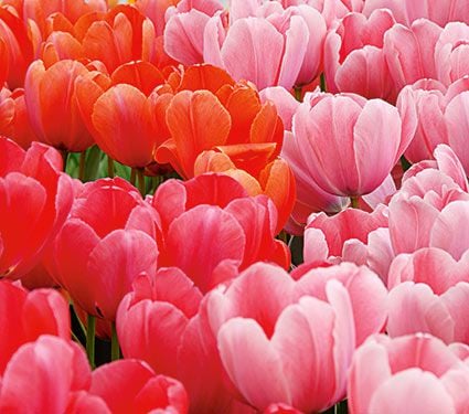 Impression Mix of Tulips