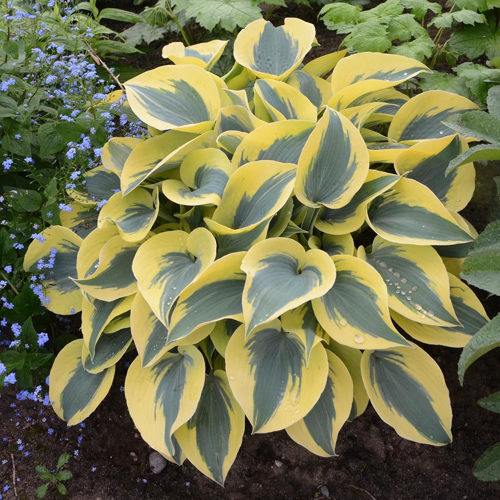 Hosta Shadowland® 'Autumn Frost'