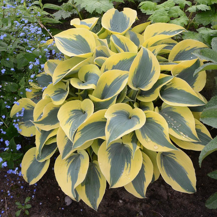 Hosta Shadowland® 'Autumn Frost'