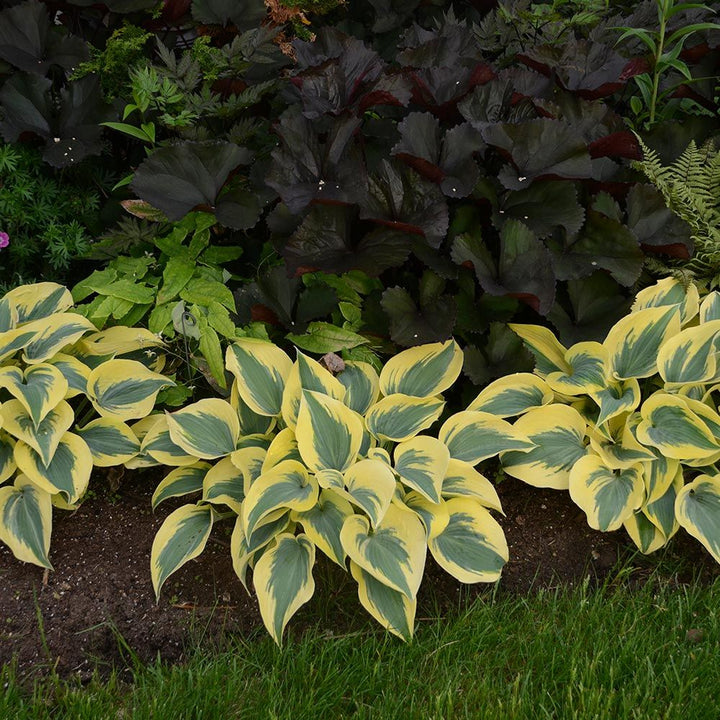 Hosta Shadowland® 'Autumn Frost'