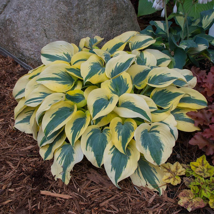 Hosta Shadowland® 'Autumn Frost'