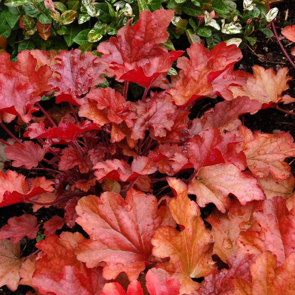 Amaretto Fall Container Garden