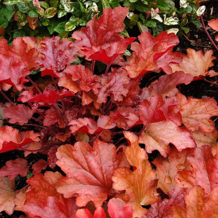 Amaretto Fall Container Garden