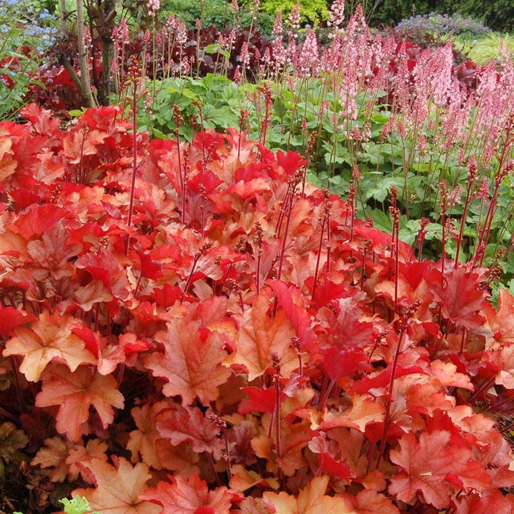 Heuchera 'Peach Flambe'