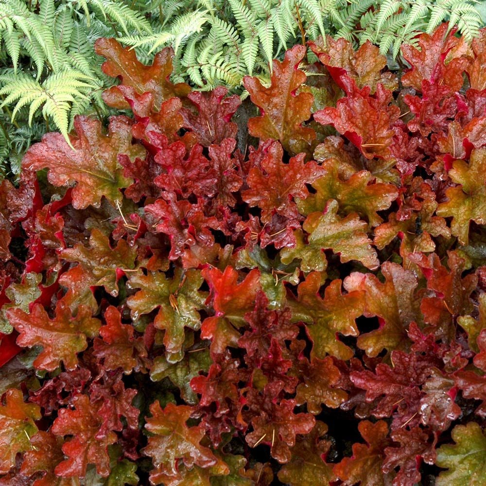 Heuchera 'Peach Flambe'