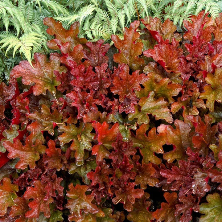 Heuchera 'Peach Flambe'