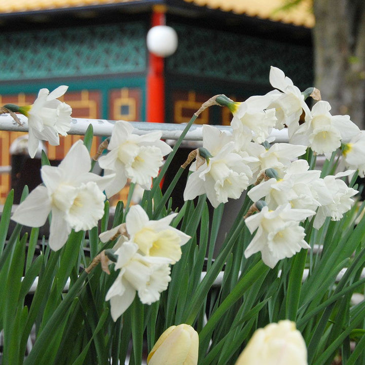 Narcissus 'Mount Hood'