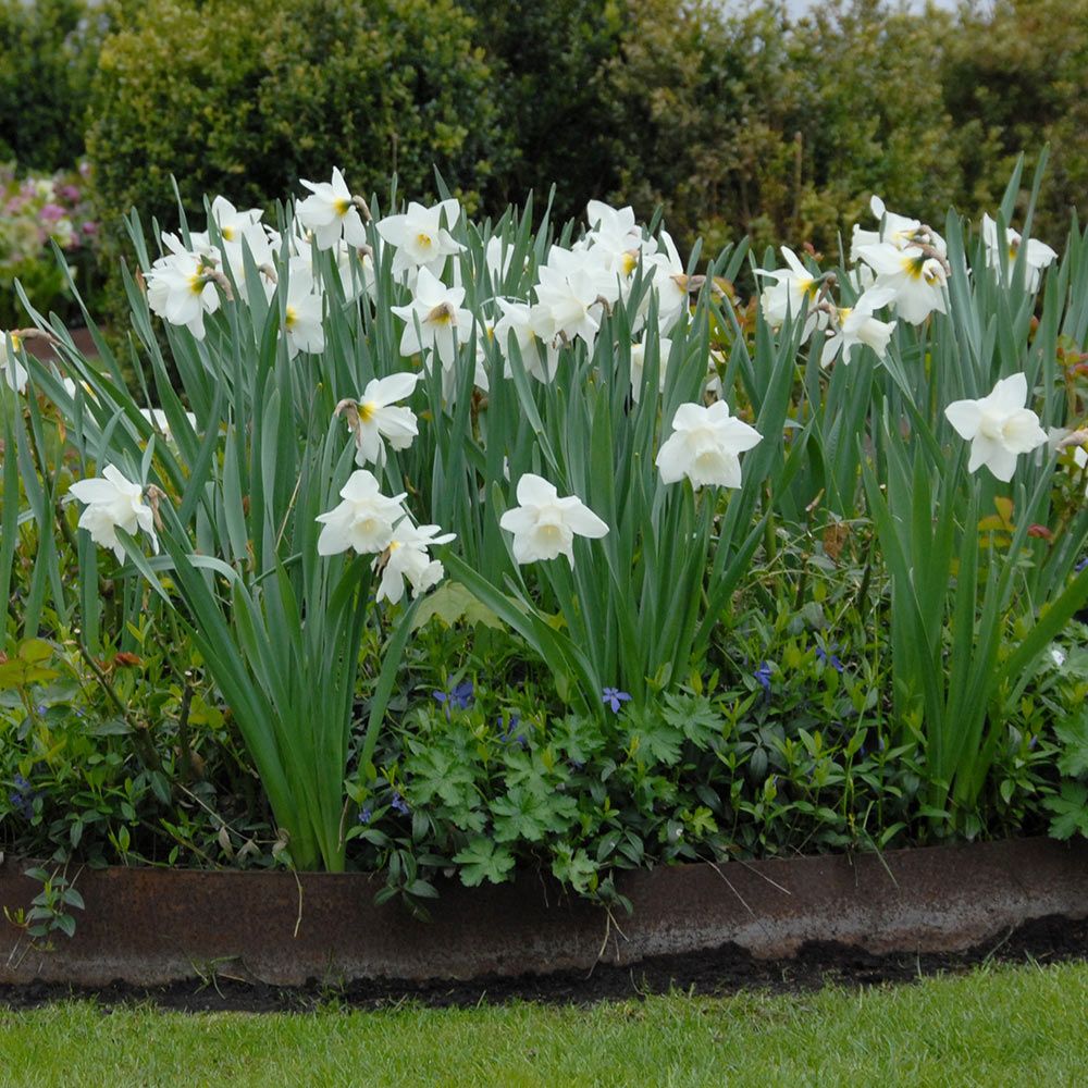 Narcissus 'Mount Hood'