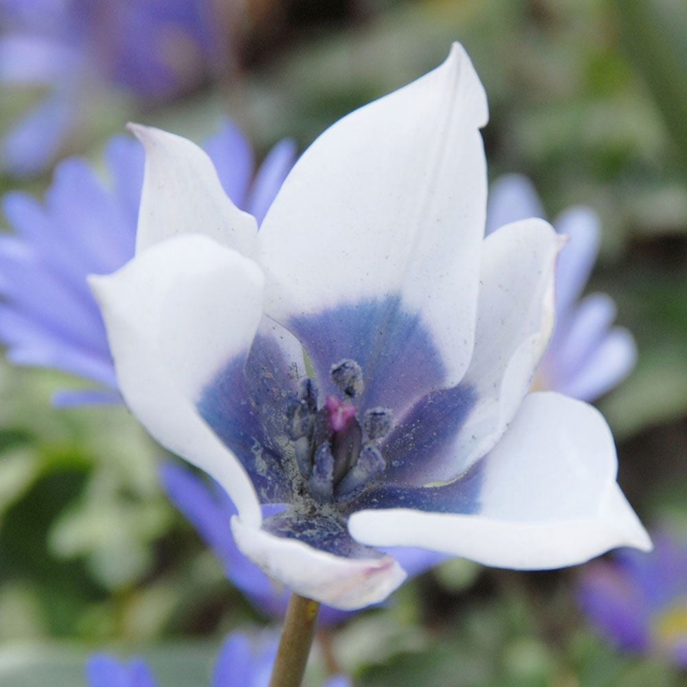 Tulip humilis 'Alba Coerulea Oculata'