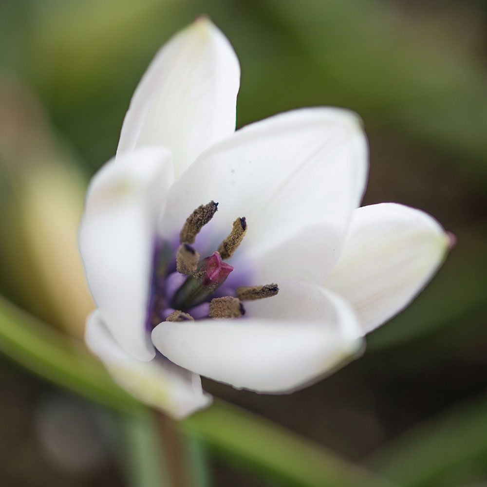 Tulip humilis 'Alba Coerulea Oculata'