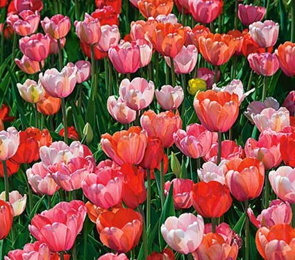 Impression Mix of Tulips