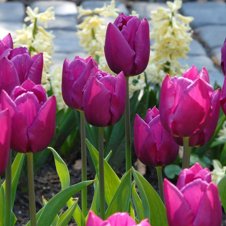 Tulip 'Purple Prince'