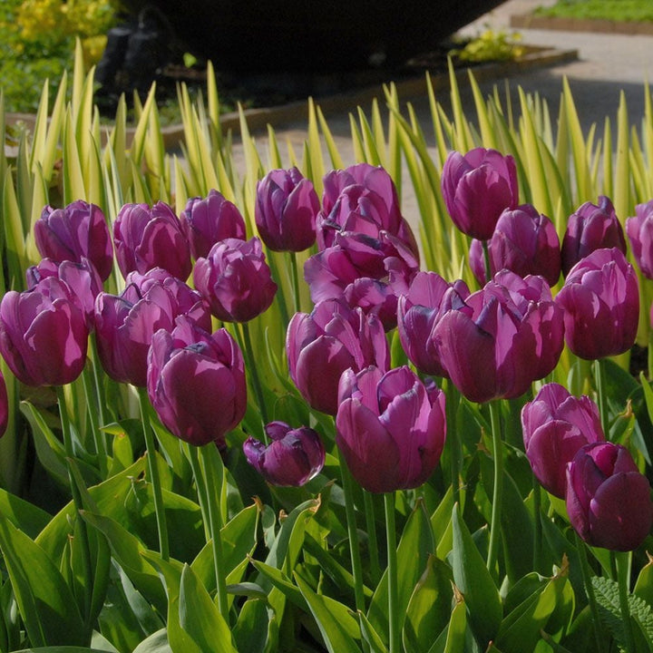 Tulip 'Purple Prince'