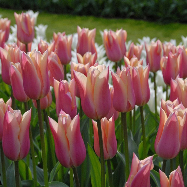 Tulip 'Sanne'