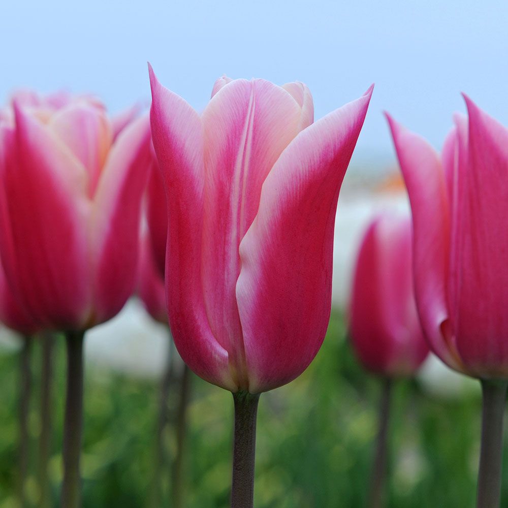 Tulip 'Sanne'