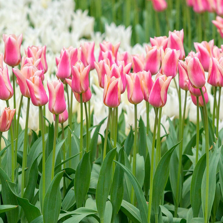 Tulip 'Sanne'
