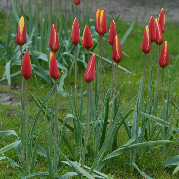 Tulip clusiana var. chrysantha 'Tubergen's Gem'