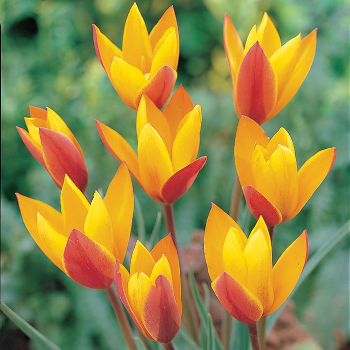 Tulip clusiana var. chrysantha 'Tubergen's Gem'