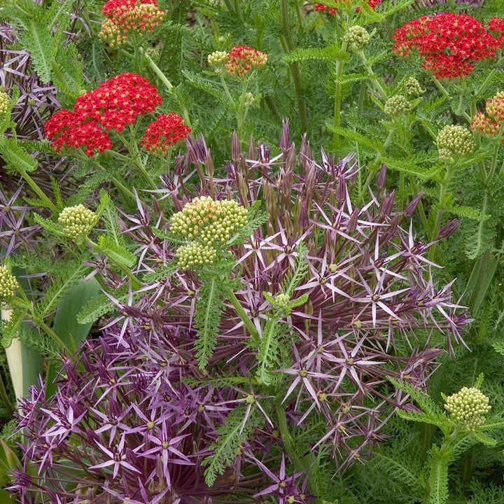 Allium cristophii