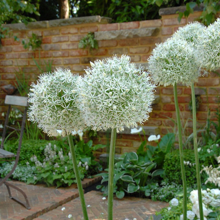 Allium 'Mount Everest'