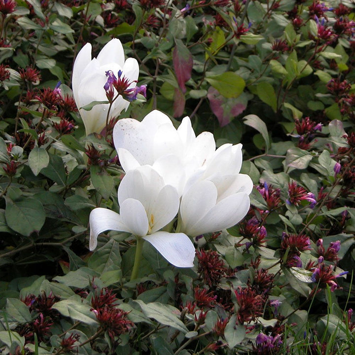 Colchicum speciosum 'Album'