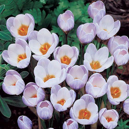 Yellow Shades Crocus Mix