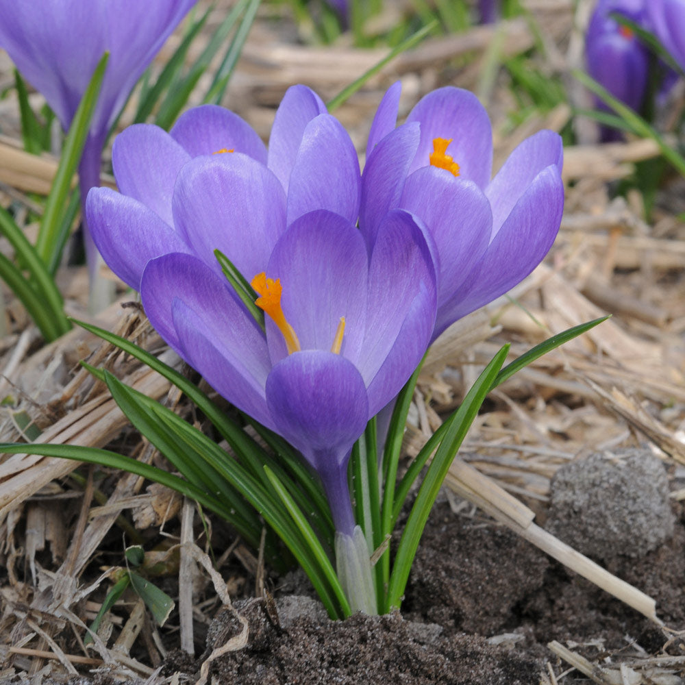 Crocus vernus 'Aqua'