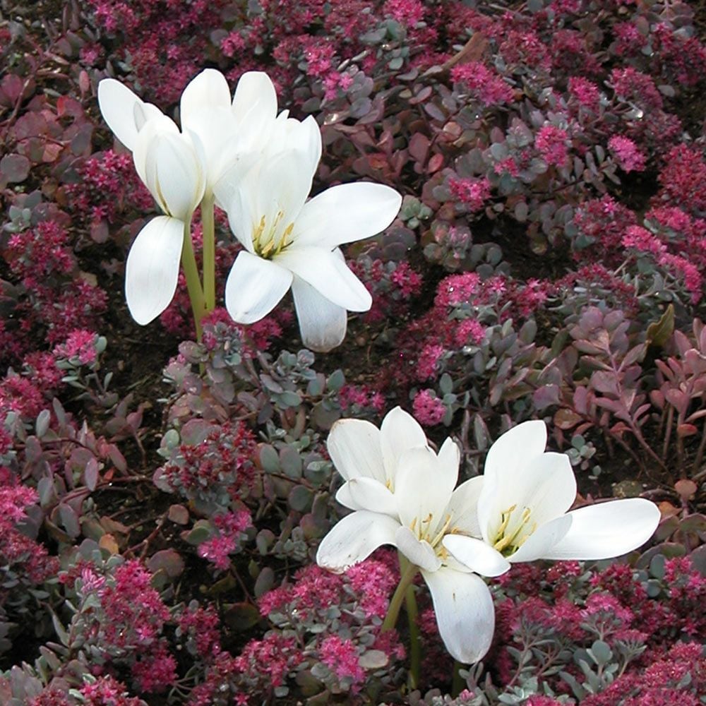 Colchicum speciosum 'Album'