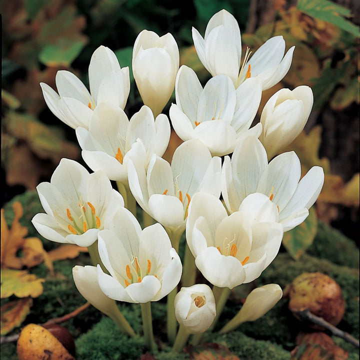 Colchicum speciosum 'Album'