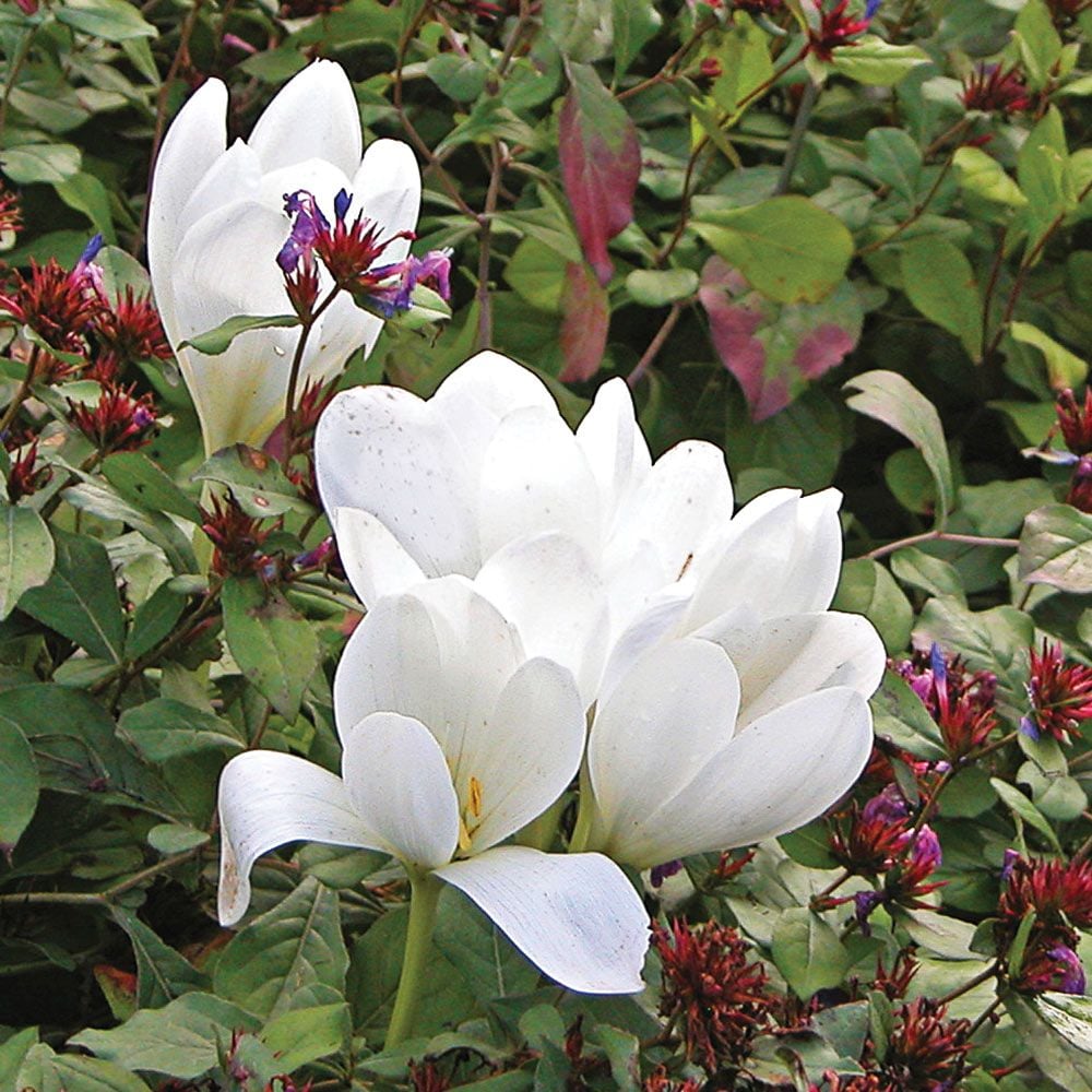 Colchicum speciosum 'Album'