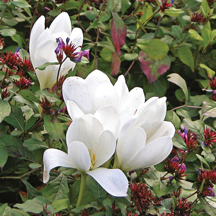 Colchicum speciosum 'Album'
