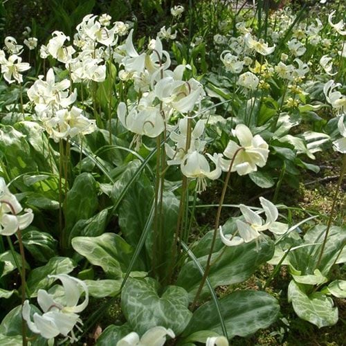 Erythronium californicum 'White Beauty'