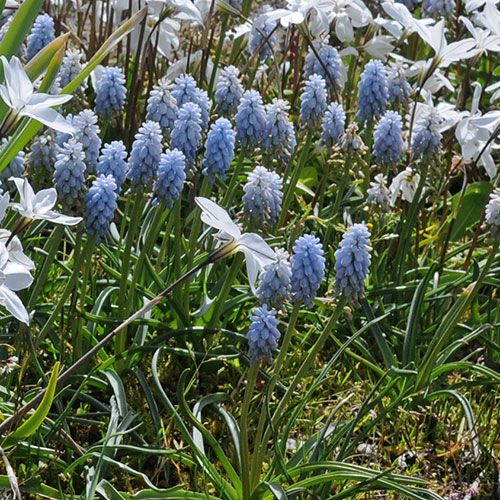 Muscari Mix - Singing the Blues