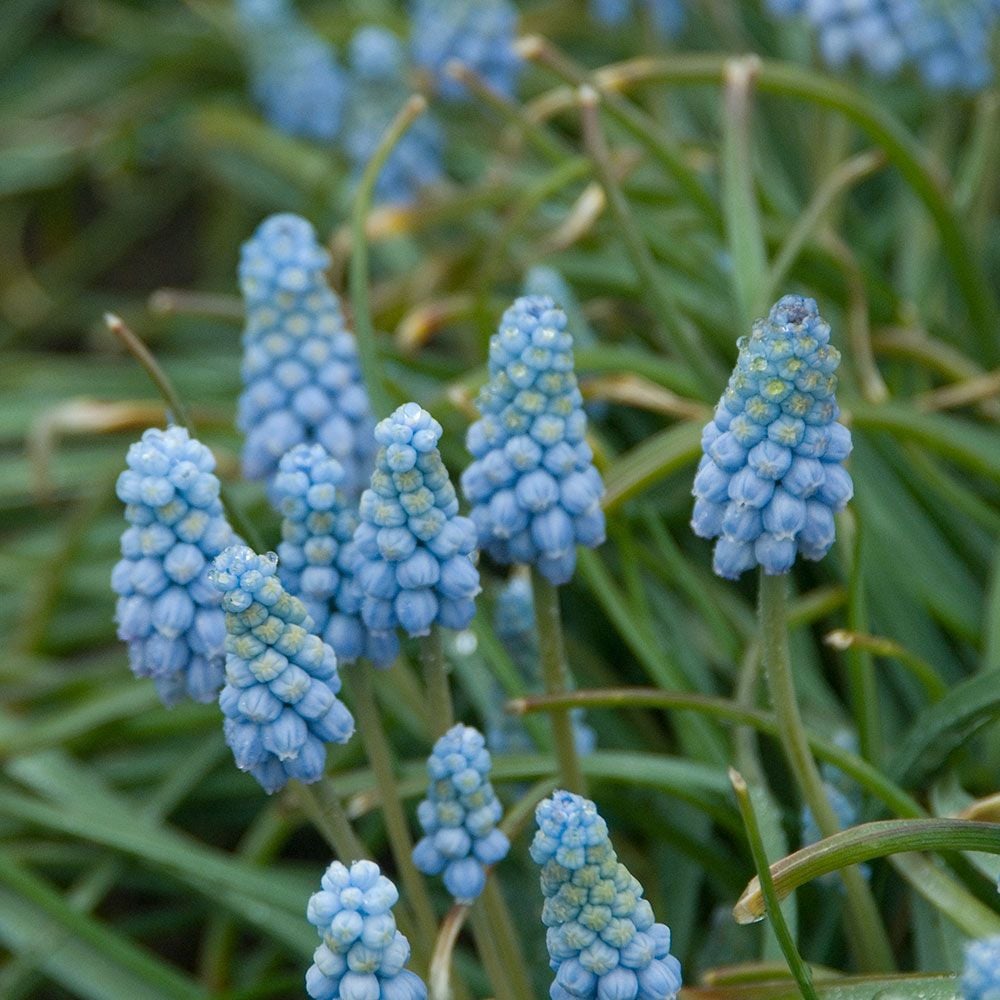 Muscari armeniacum 'Valerie Finnis'