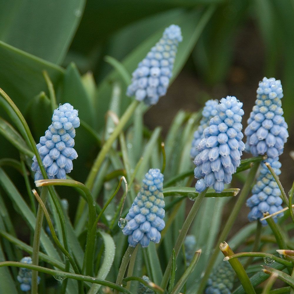 Muscari armeniacum 'Valerie Finnis'